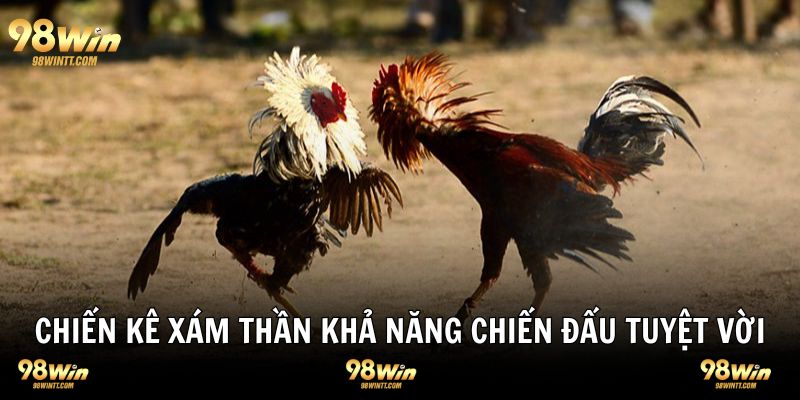 Chiến kê thần xám sở hữu khả năng chiến đấu tuyệt vời 