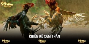 Chiến Kê Xám Thần Đỉnh Cao Bất Bại Mọi Sới Gà 