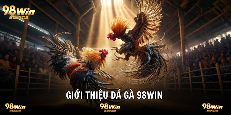 Đá gà 98WIN giới thiệu sảnh chơi chất lượng 