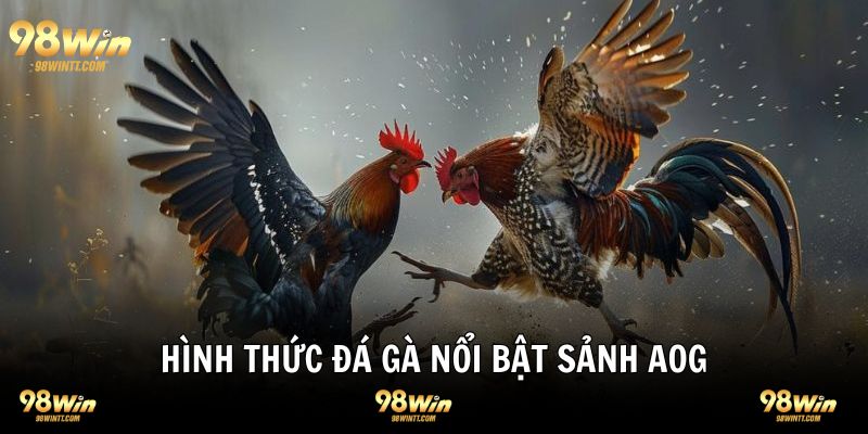 Các hình thức chọi kê siêu thú vị tại sảnh AOG 